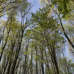 A dense stand of trees extends upward toward a blue sky.