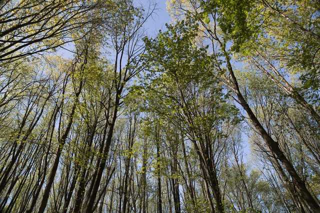 A dense stand of trees extends upward toward a blue sky.