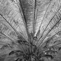 A cluster of palm fronds fills the frame.