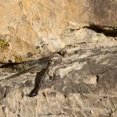 An adult dragonfly with brown and green striped body and long tail, dead on a rock.