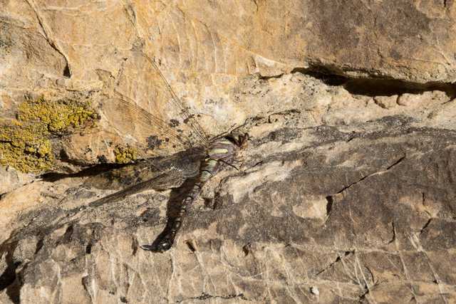 An adult dragonfly with brown and green striped body and long tail, dead on a rock.