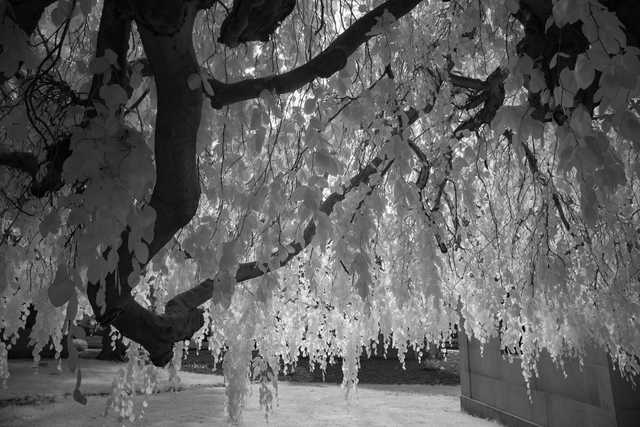 Detail of a tree with twisted branches and long, drooping stems covered with small leaves.