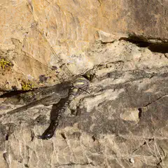 An adult dragonfly with brown and green striped body and long tail, dead on a rock.