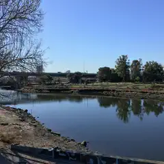 A tree stands on the bank of a body of water with grassy areas and trees beyond.