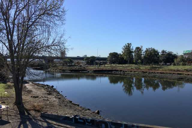 A tree stands on the bank of a body of water with grassy areas and trees beyond.