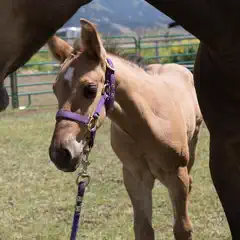A young horse with a purple halter stands next to an adult horse in a fenced field.
