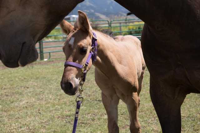 A young horse with a purple halter stands next to an adult horse in a fenced field.