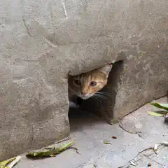 A tabby cat with its head poking out of a hole in a concrete wall, looking curiously at something outside.