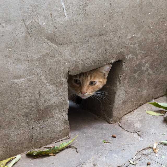A tabby cat with its head poking out of a hole in a concrete wall, looking curiously at something outside.