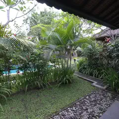 A tropical garden with palm trees and a paved path leading to a building.