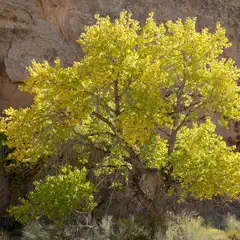 A tree with yellow leaves stands alone against a rocky cliff face.