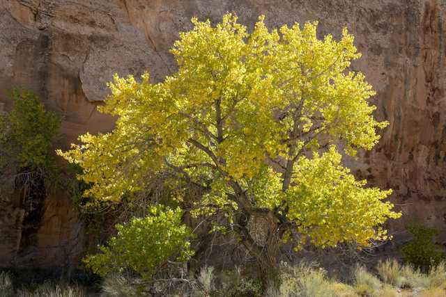 A tree with yellow leaves stands alone against a rocky cliff face.