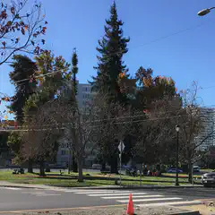 An urban street scene with a tree-lined sidewalk and a building in the background under a blue sky.