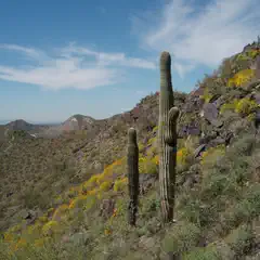 A pair of saguaro cacti stand on a hillside covered with yellow wildflowers, and a desert landscape extends into the distance.