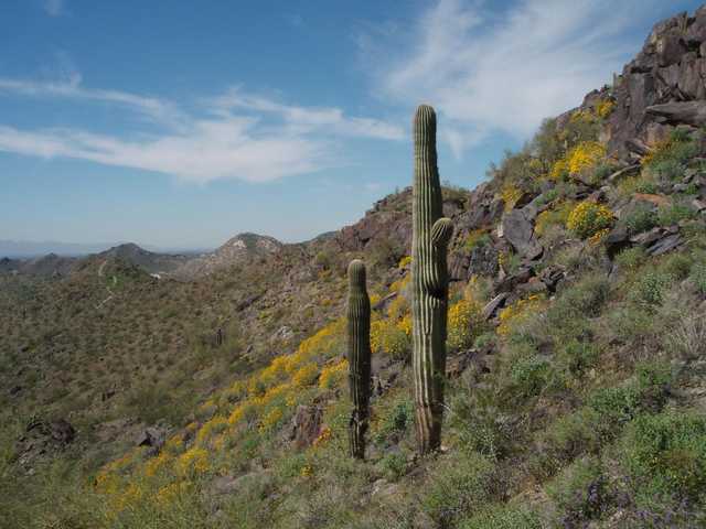 A pair of saguaro cacti stand on a hillside covered with yellow wildflowers, and a desert landscape extends into the distance.