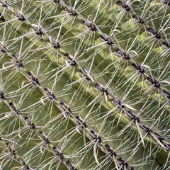 Close-up of a cactus with dense, radial spines and segmented green ridges.