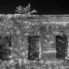 A brick wall with three boarded-up windows and vines growing over it.