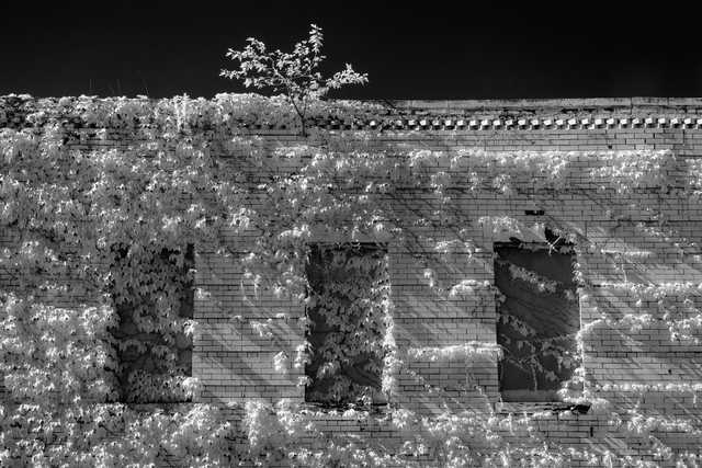A brick wall with three boarded-up windows and vines growing over it.