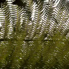 A cluster of ferns against a white background.