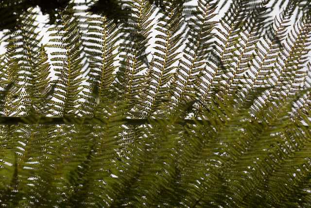 A cluster of ferns against a white background.