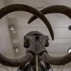 A mounted mammoth skull with massive, curved tusks is displayed in a museum setting.