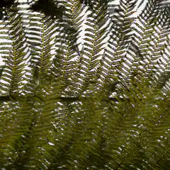 A cluster of ferns against a white background.