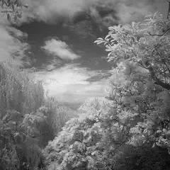 A dense stand of trees frames a bright, distant landscape under a cloudy sky.