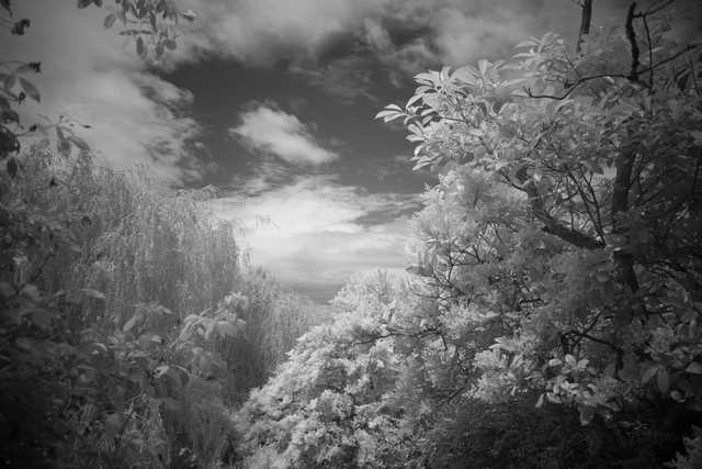 A dense stand of trees frames a bright, distant landscape under a cloudy sky.