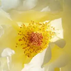 A pale yellow rose displays a dense cluster of red stamens at its center.