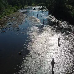 A river flows through a forested area with several people wading in the water.