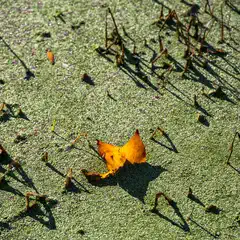 A single orange leaf rests on a body of green duckweed, with shadows cast by plant stems.