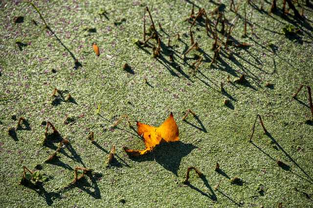 A single orange leaf rests on a body of green duckweed, with shadows cast by plant stems.