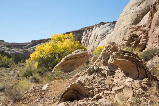 A landscape featuring sandstone formations and vibrant yellow trees is set against a clear blue sky.