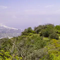 A dirt path winds through dense shrubs and trees on a hillside overlooking a coastal city.