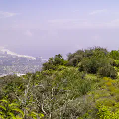 A dirt path winds through dense shrubs and trees on a hillside overlooking a coastal city.