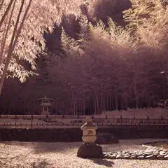 A stone lantern sits on a large rock surrounded by gravel in front of a bamboo grove.