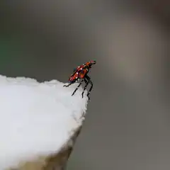 A red and black insect with white spots perches on the edge of a white, textured surface.