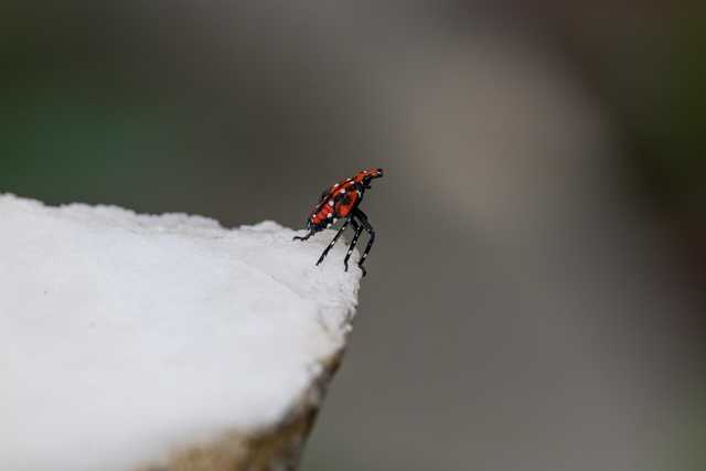 A red and black insect with white spots perches on the edge of a white, textured surface.