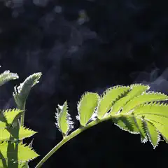 A closeup of a leafy plant with water droplets on its surface, illuminated by sunlight that casts dappled shadows and creates steam rising from the moisture.