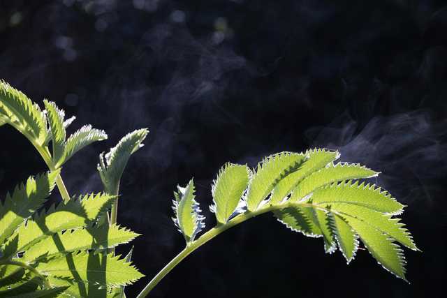 A closeup of a leafy plant with water droplets on its surface, illuminated by sunlight that casts dappled shadows and creates steam rising from the moisture.
