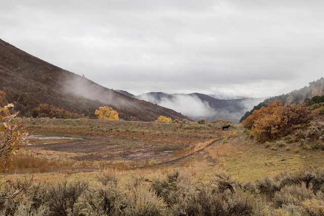 A lone cow grazes in a misty, autumnal valley surrounded by rolling hills and scattered trees.