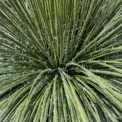 A cluster of long, pointed green leaves radiates from a central point, with thin white filaments extending from each leaf.