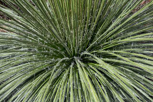 A cluster of long, pointed green leaves radiates from a central point, with thin white filaments extending from each leaf.