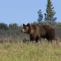 A brown bear walking across a field with tall grass and purple flowers under a clear sky.
