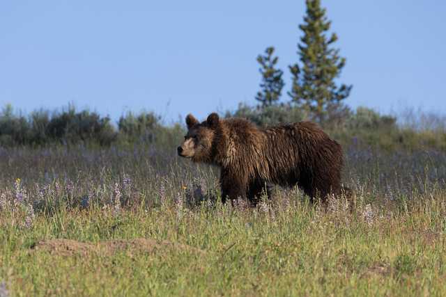 A brown bear walking across a field with tall grass and purple flowers under a clear sky.