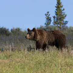 A brown bear walking across a field with tall grass and purple flowers under a clear sky.