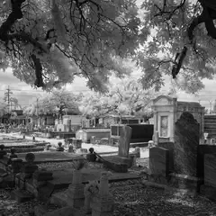 An old cemetery contains numerous weathered headstones and mausoleums surrounded by mature trees.