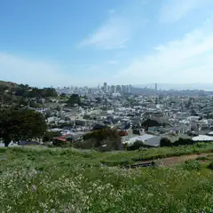 A grassy hillside covered in small purple flowers overlooks a densely populated urban area with numerous buildings and trees.