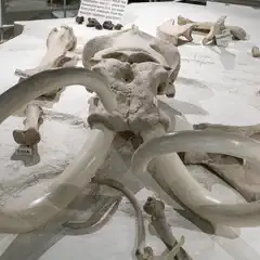 A mammoth skull and tusks are displayed on a white surface with other bones and small objects.