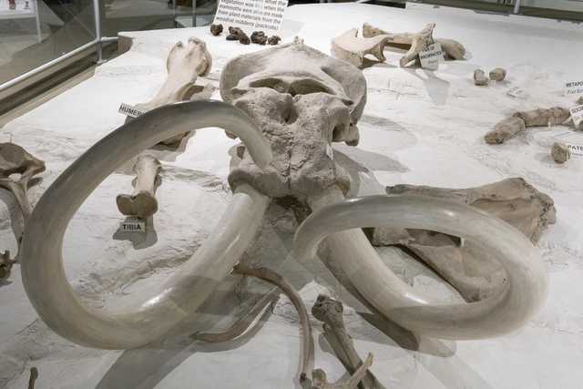 A mammoth skull and tusks are displayed on a white surface with other bones and small objects.